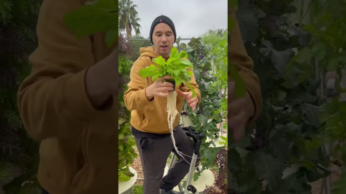When growing arugula on a Tower Garden, you can harvest within 3 weeks #arugula