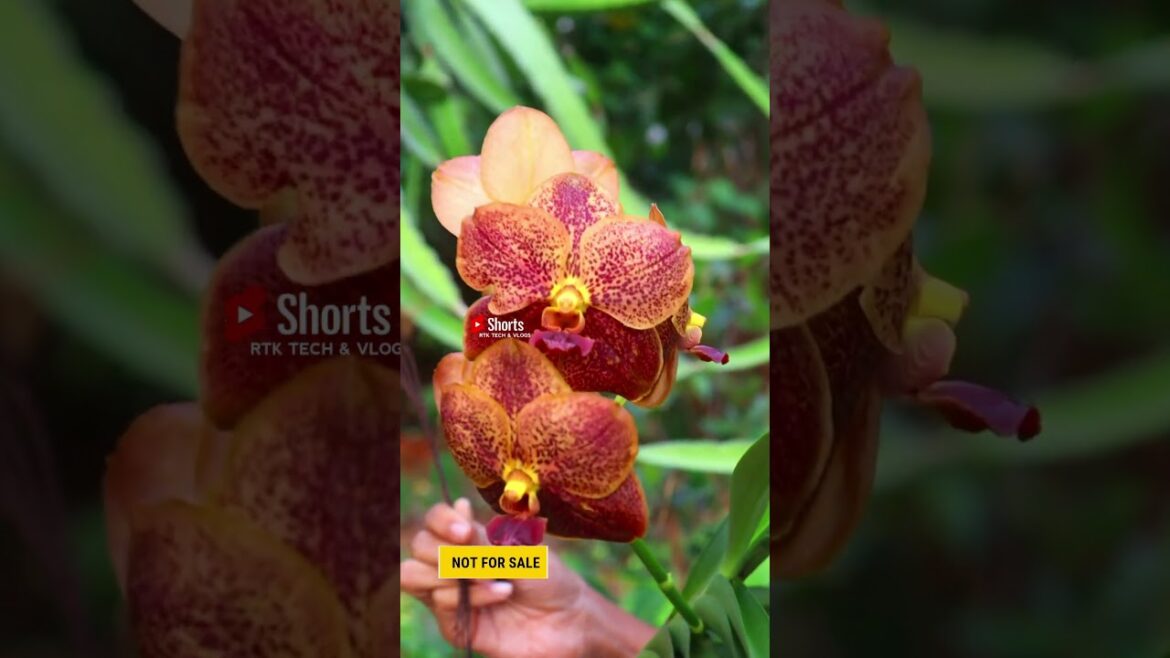 മണ്ണ്,മണൽ,ചകിരിച്ചോറ് ഇതൊന്നുമില്ലാതെ വളർത്താൻ കഴിയുന്ന അതിമനോഹരമായ ഫ്ലവർ പ്ലാൻറ് #exotic #shorts
