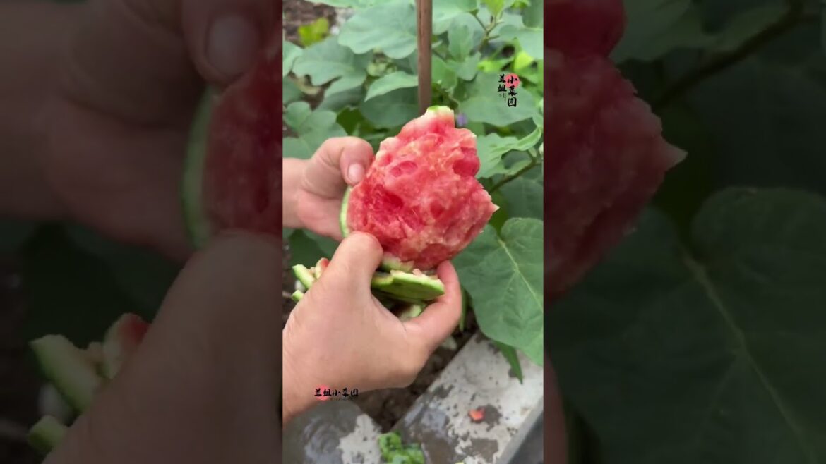 I growing garden at home by Meimei/ Vegetable