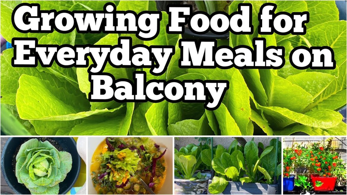 Container Gardening, Compost in Place, Growing Tomatoes Lettuce & Vegetables in Small Space Balcony