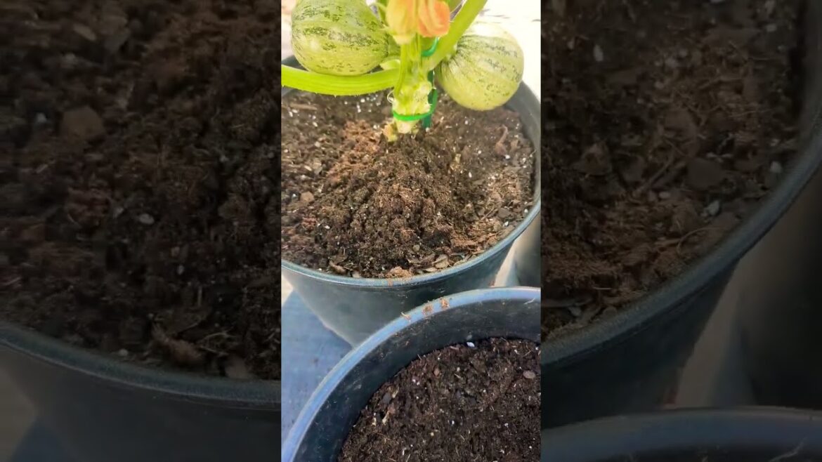 My #1 Secret what I use in my garden ! To Grow BIGGER Squash , zucchini , pumpkin etc !!! #shorts