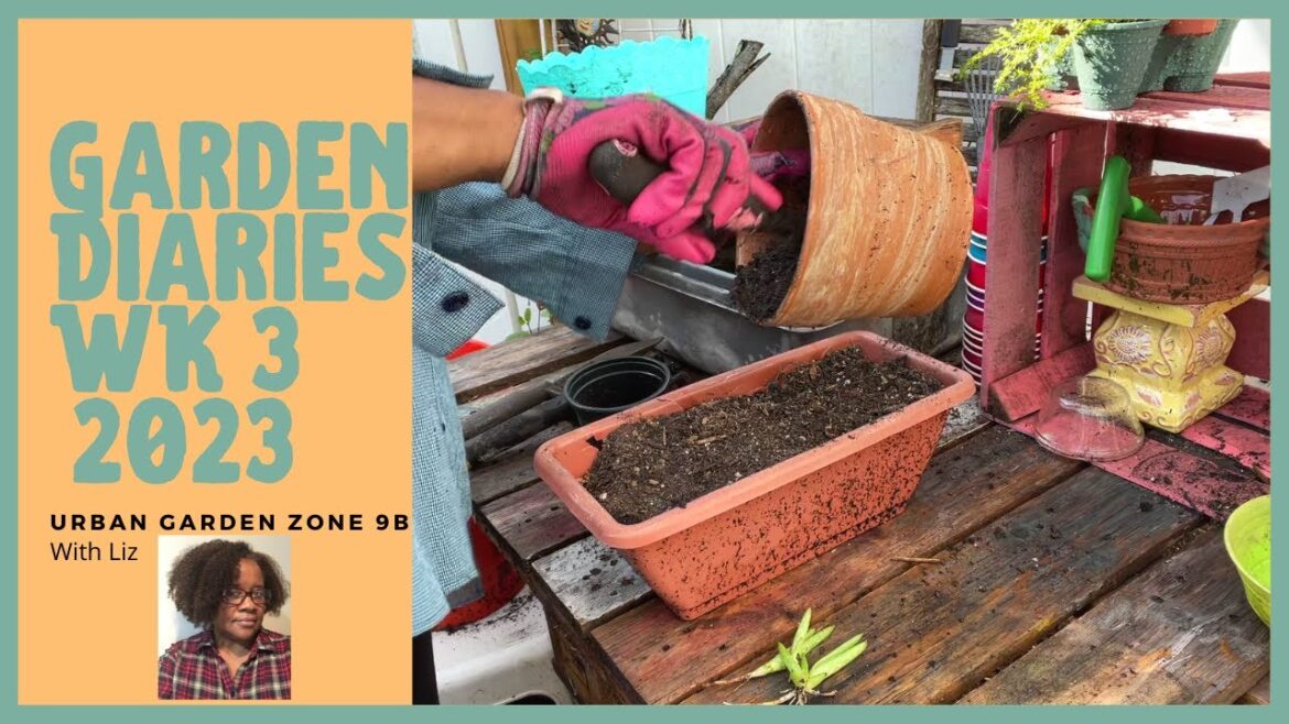 Zone 9B Container Small Space Garden Diaries, Garden Ideas, Garden Tips, Weekly Garden Update May 26