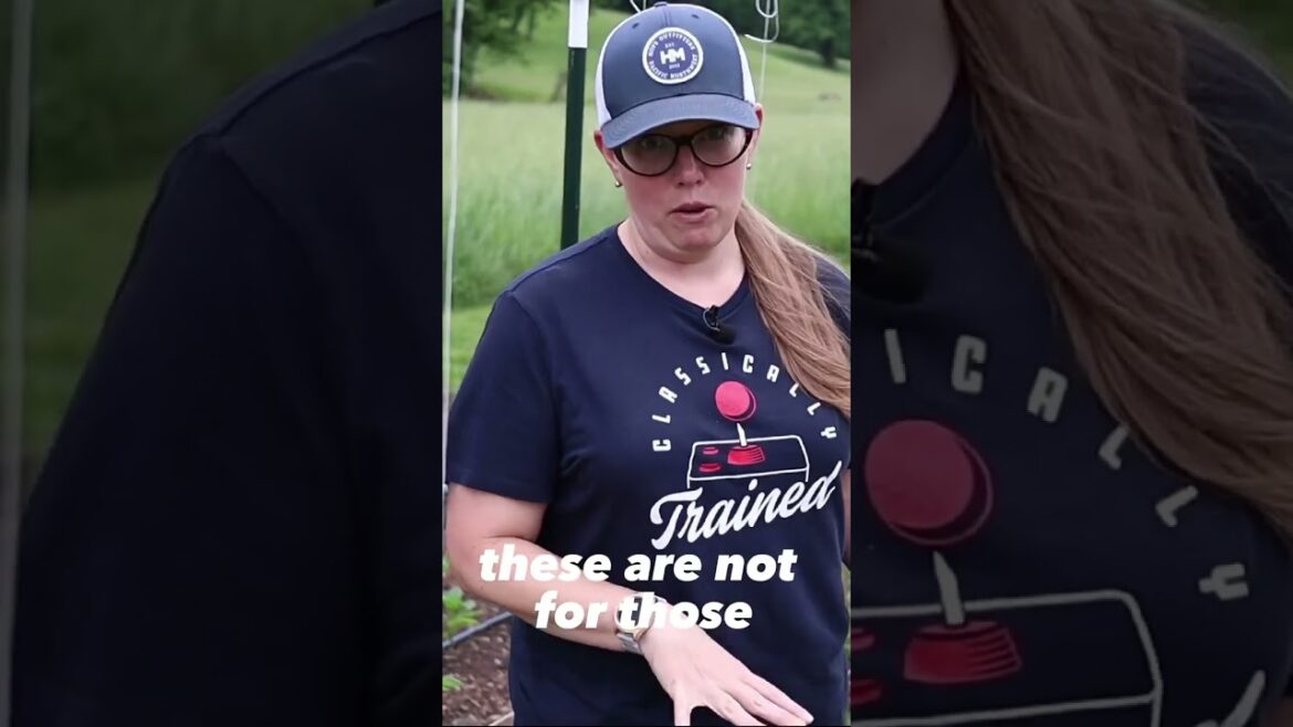 🍅Trellis Like a Pro: Maximize Your Tomato Yields!