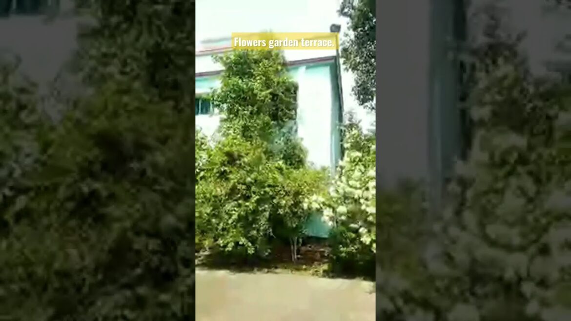 Flowers garden terrace. Designers idea. Garden design ideas. #viral #shorts #short #video #subscribe Flowers garden terrace. Designers idea. Garden design ideas. #viral #shorts #short #video #subscribe