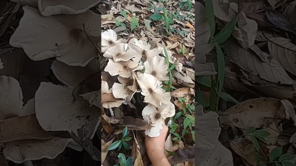 Harvesting edible wild mushroom🍄🍄 #shortsvideo #youtubeshorts #ytshorts #nature #shortsbeta #shorts Harvesting edible wild mushroom🍄🍄 #shortsvideo #youtubeshorts #ytshorts #nature #shortsbeta #shorts