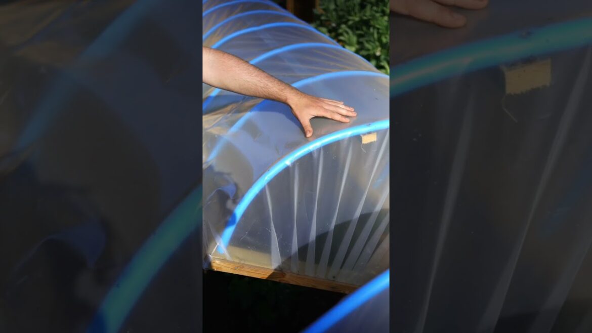 Easy DIY Mini-Hoophouse for Growing Vegetables #shorts