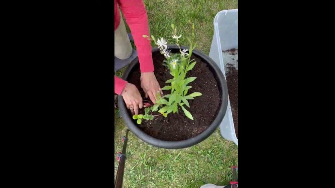 Sparkle White Gaura brings the height to this Red and White container!