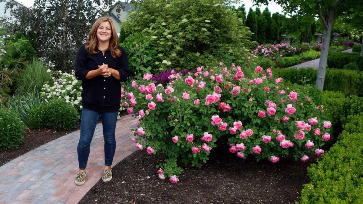 Garden Answer: 2023 Rose Tour! 🌹😍❤️ // Garden Answer 2023 Rose Tour! 🌹😍❤️ // Garden Answer