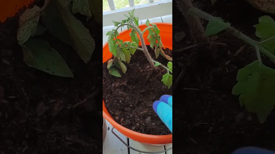 Planting Tomatoes – Container Gardening Planting Tomatoes - Container Gardening