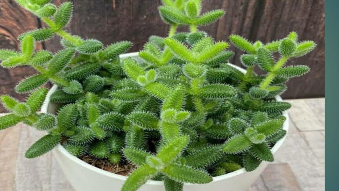 Succulent plant/Delosperma Echinatum/#shorts#shortsvideo