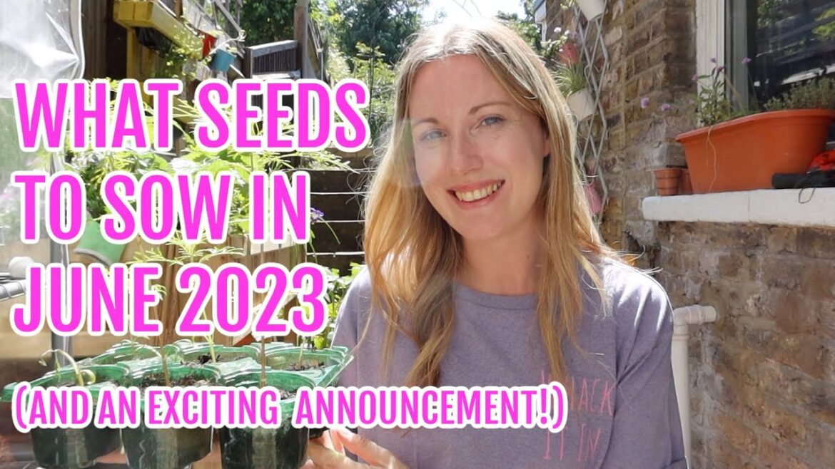 SEEDS TO SOW IN JUNE 2023 FOR YOUR ALLOTMENT GARDEN (AND AN EXCITING ANNOUNCEMENT!!) SEEDS TO SOW IN JUNE 2023 FOR YOUR ALLOTMENT GARDEN (AND AN EXCITING ANNOUNCEMENT!!)