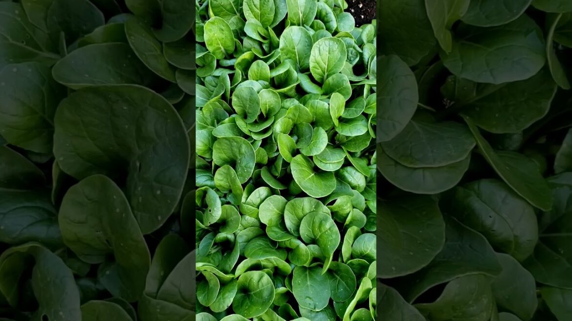 Harvesting Bok Choy #homegarden #bokchoy