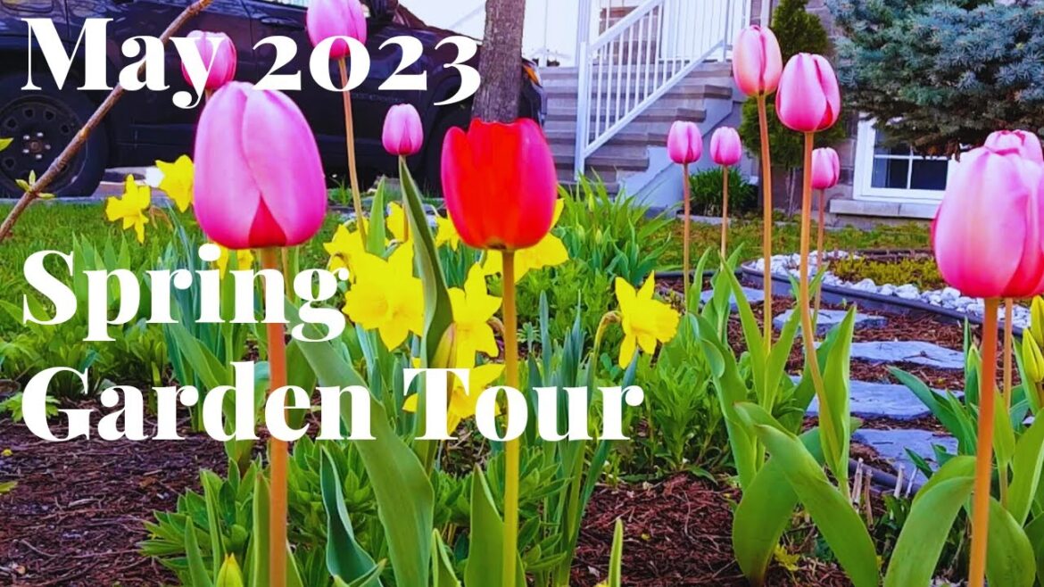 MAY 2023 Spring Front Yard GARDEN TOUR zone 5A Canada #gardentour #garden #spring #daffodil #tulip