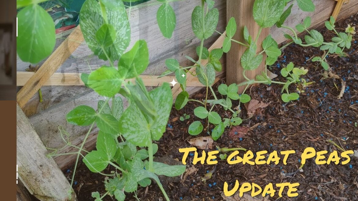 The Great Peas Update: Discover What's New #peas #update #gardening