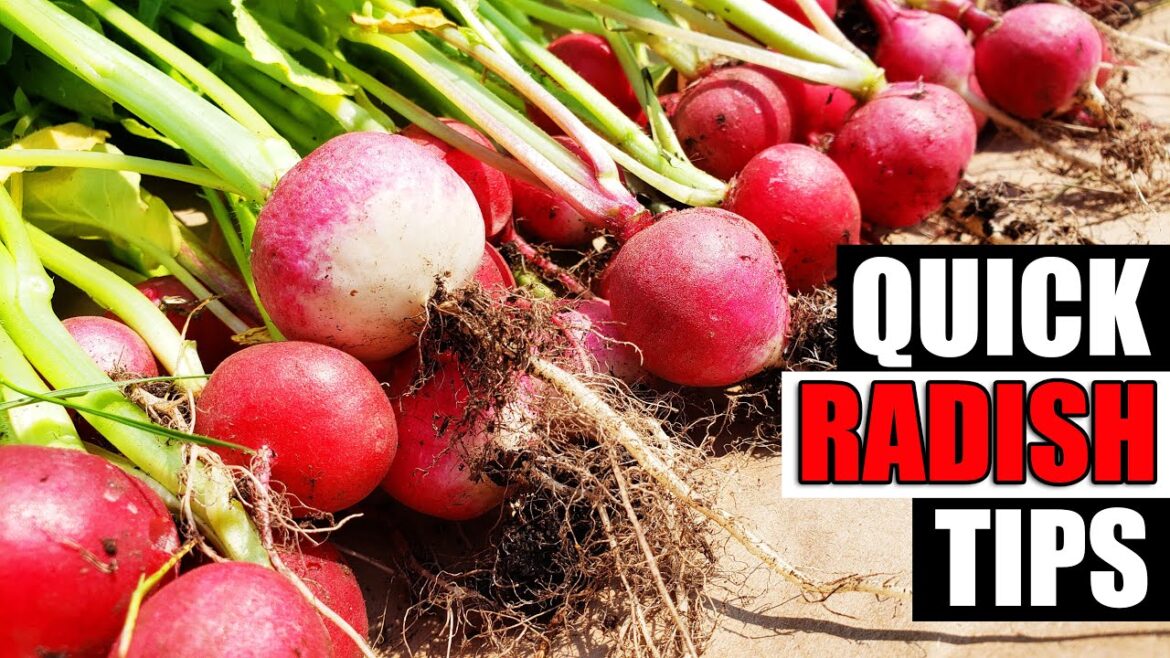 Quick Radish Tips – Garden Quickie Episode 150 Quick Radish Tips - Garden Quickie Episode 150