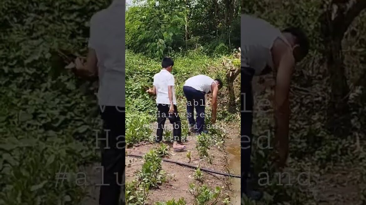 Vegetable Gardening #alugbati #stringbeans