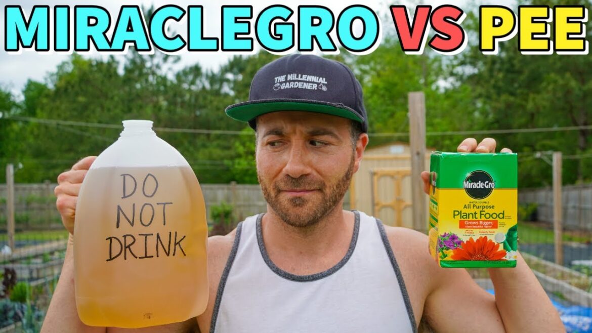 MiracleGro VS Pee: Which Fertilizer Is Better? Surprising Results! MiracleGro VS Pee: Which Fertilizer Is Better? Surprising Results!
