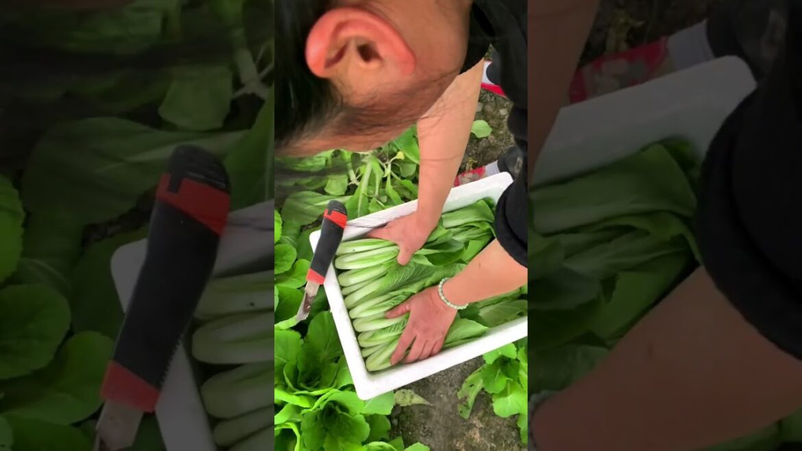 Vegetables cutting satisfying! #farming #vegetables