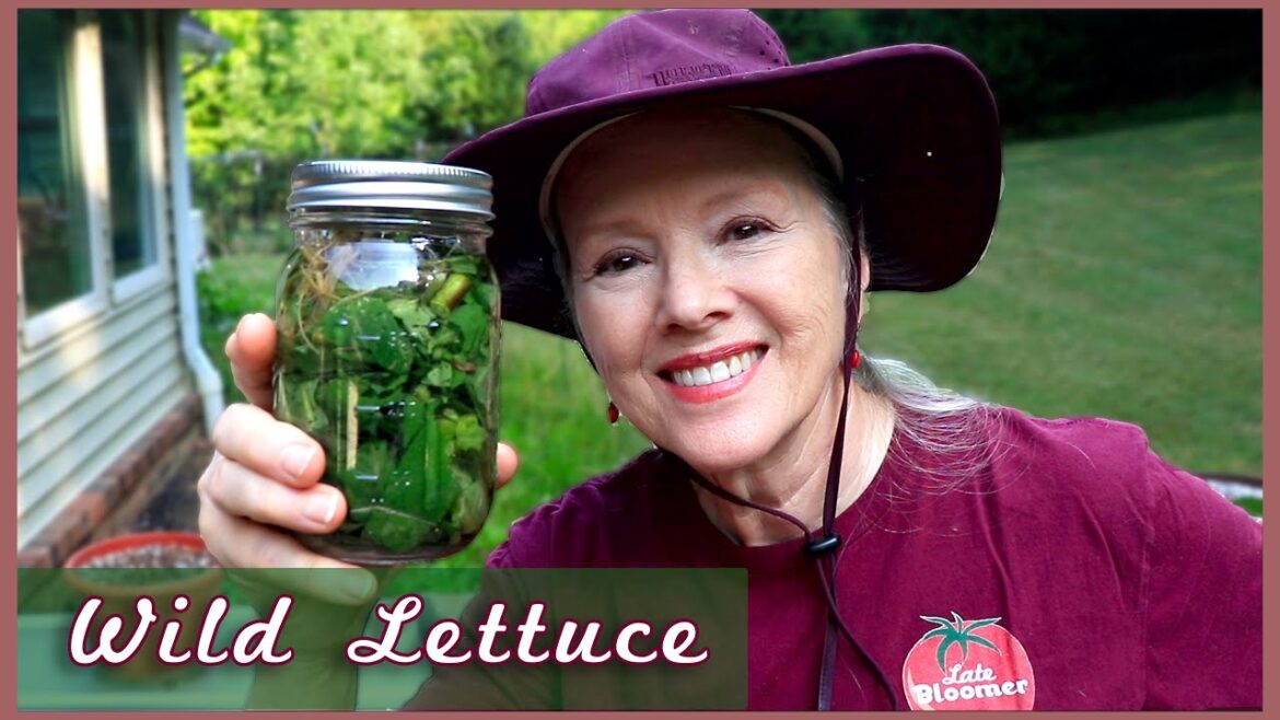 Kaye Kittrell: How to make Wild Lettuce TINCTURE (for pain & sleep) How to make Wild Lettuce TINCTURE (for pain & sleep)