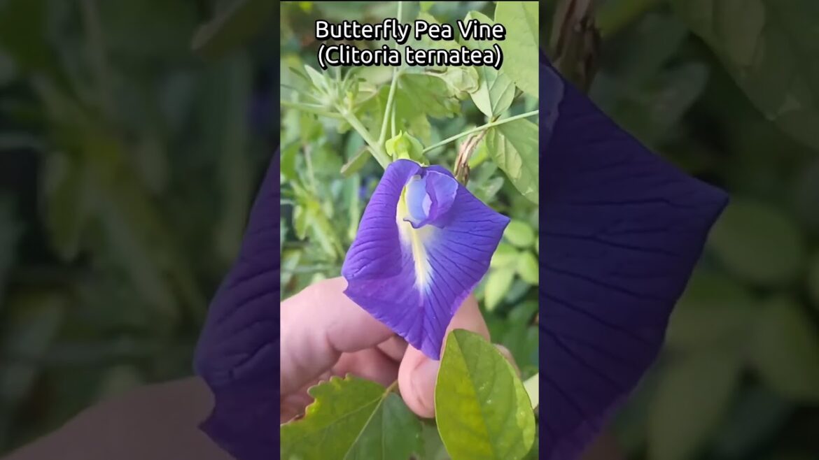 #shorts Edible Landscape Plants With Beautiful Flowers In Florida