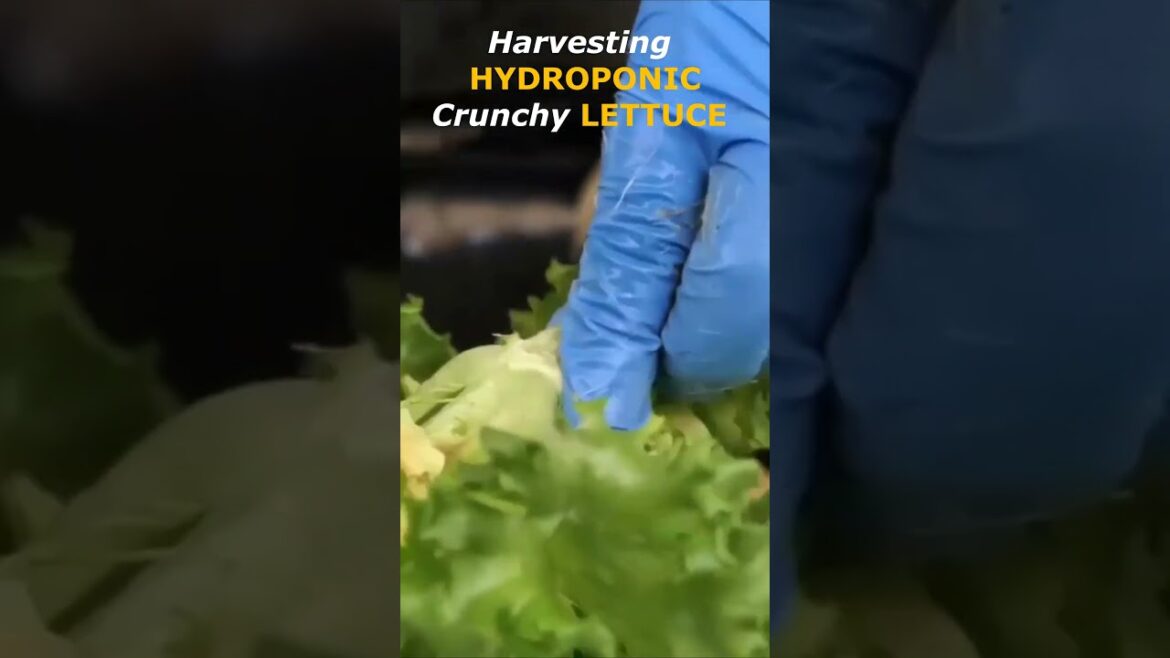 Master the Art of Harvesting Hydroponic Farming Lettuce for Perfect Crunch and Flavor Master the Art of Harvesting Hydroponic Farming Lettuce for Perfect Crunch and Flavor