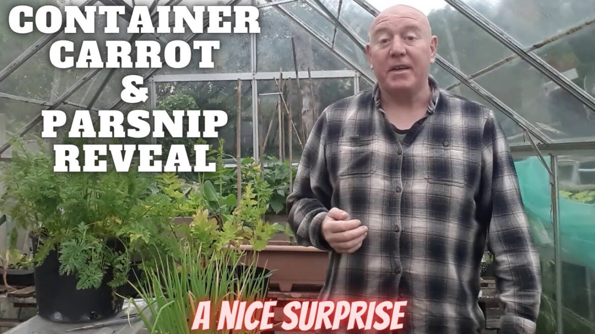 Container Carrot & Parsnip Reveal [Gardening Allotment UK] [Grow Vegetables At Home ]