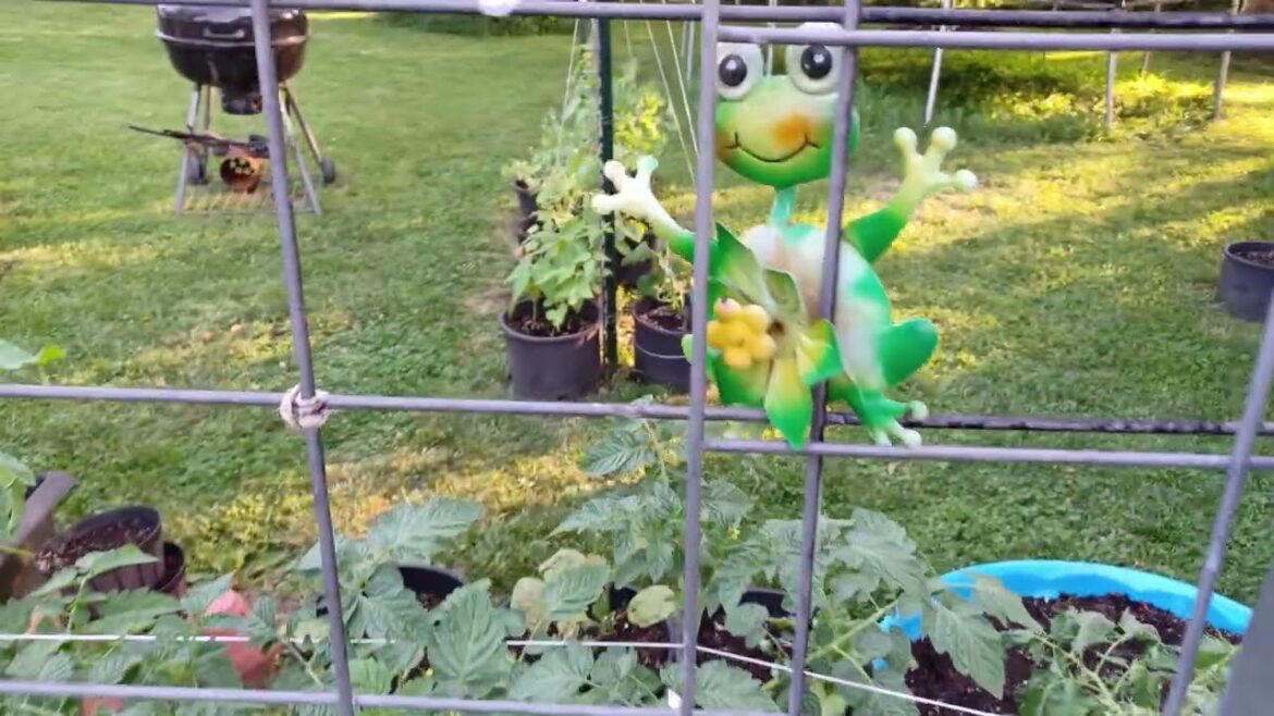 It's Growing | Container Gardening Veggies Tour June 2023