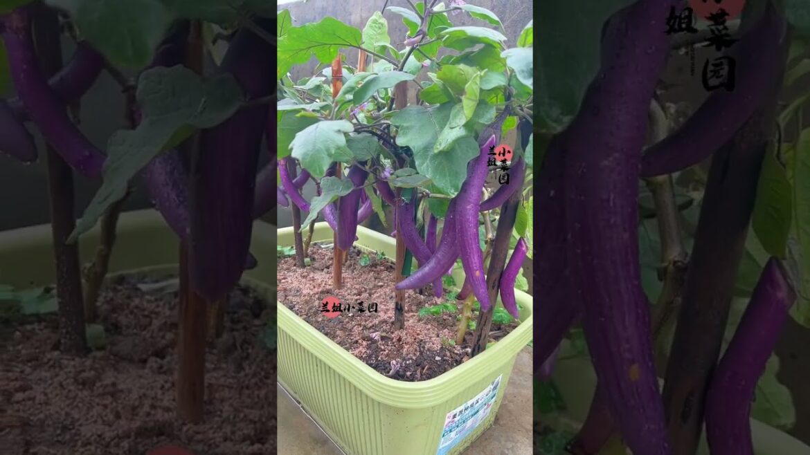 I growing garden at home by Meimei/ Vegetable I growing garden at home by Meimei/ Vegetable