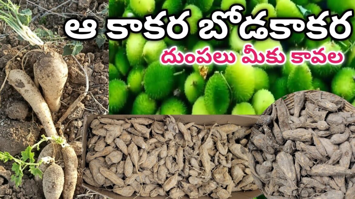 Spine gourd tubers | kantola seeds | grow spine gourd
