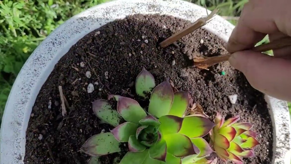 Sempervivum houseleeks-famine food poor man's ALOE$$$#gardening #famineproof #garden #permaculture