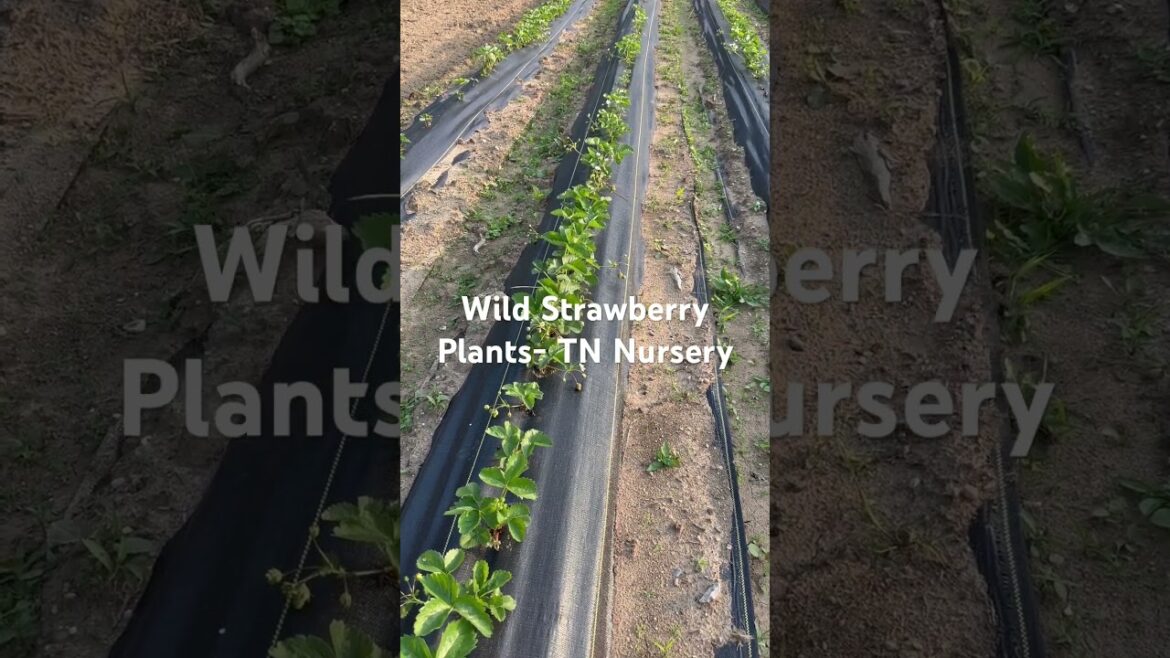 TN Nursery – Wild Strawberry Plants TN Nursery - Wild Strawberry Plants