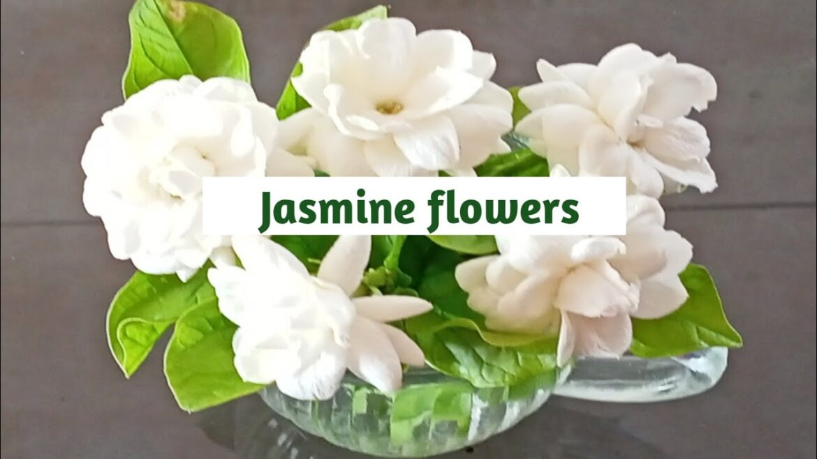 Jasmine/ container