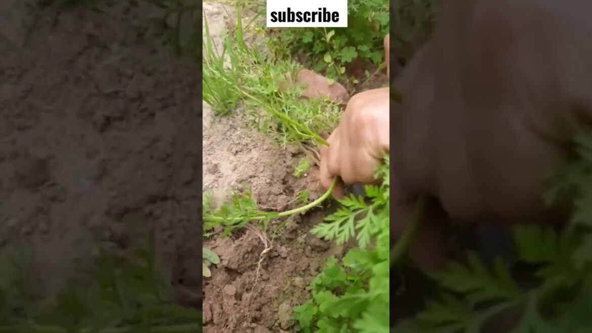 How to make grow carrots  in kitchen garden #yearofyou  #DesivillageFood  #youtubeshorts