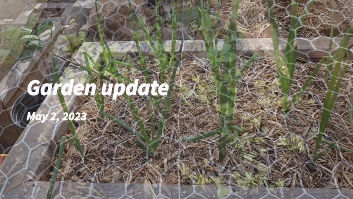 Vegetables update May 2, 2023 #garden #gardening #gardenlife Vegetables update May 2, 2023 #garden #gardening #gardenlife