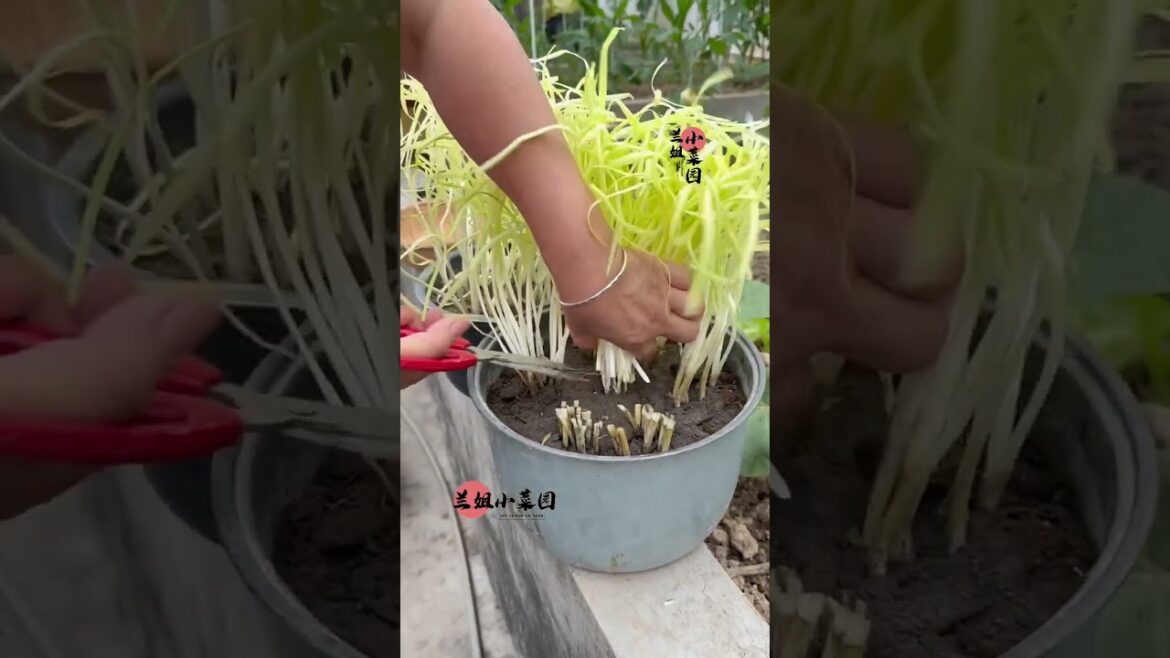 I growing garden at home by Meimei/ Vegetable