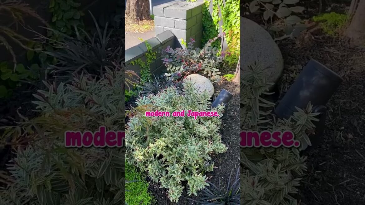 The PERFECT Japanese Inspired Garden PACKED into a Small Space!