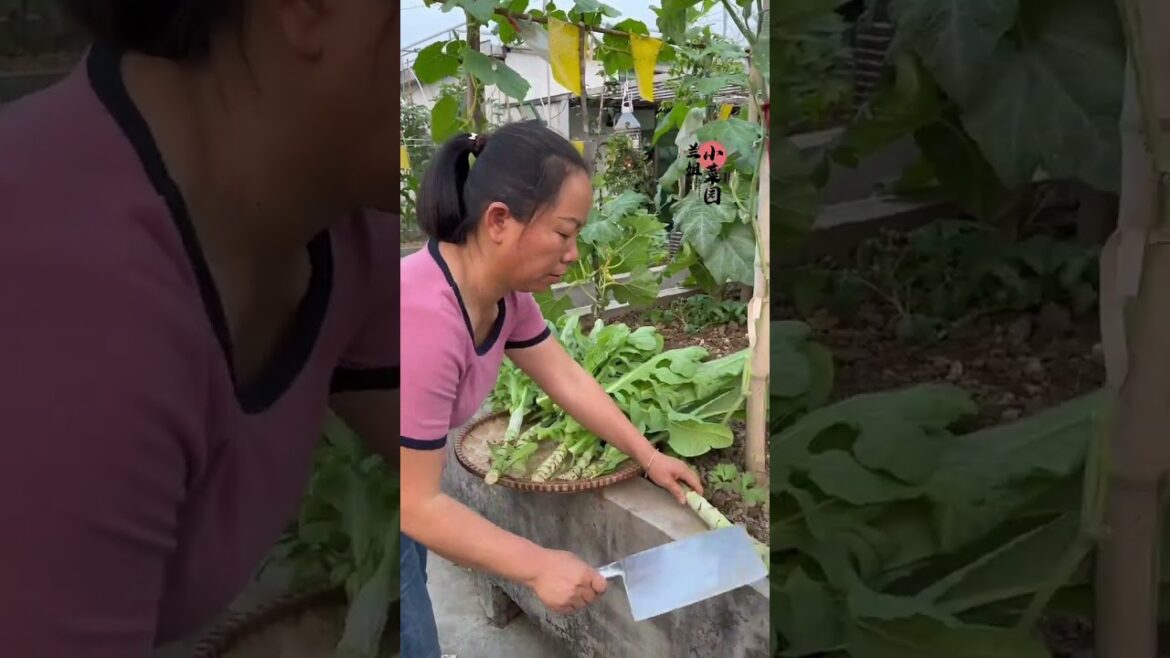 I growing garden at home by Meimei/ Vegetable