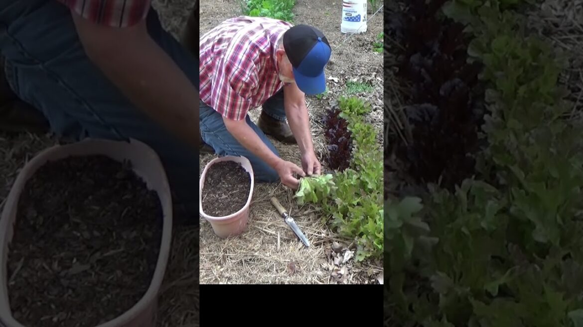 How to thin lettuce and double your harvest from your garden #shorts #lettuce #garden