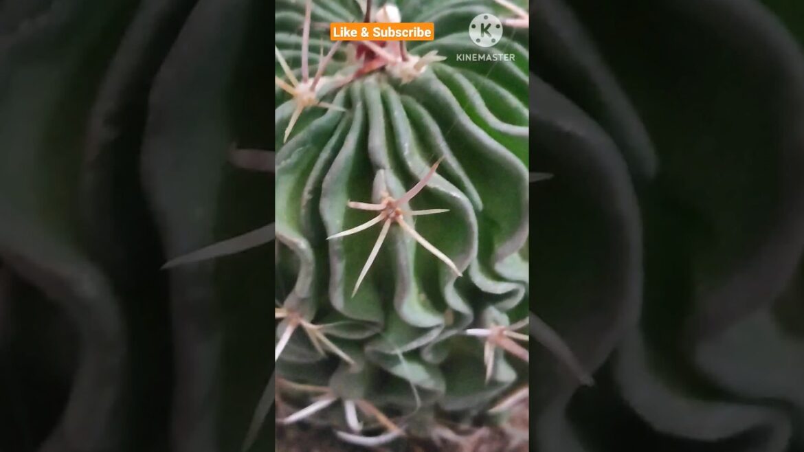 Brain Cactus@ Rooted Greens #shorts #viral #cactus #shortvideos #grow #indoor #gardening #plants