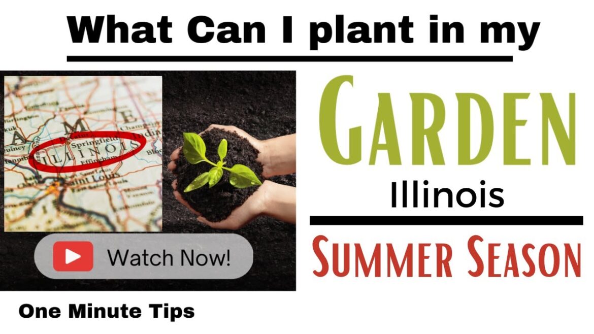 One Minute Tips – Garden – Illinois -What can I Plant in my Garden for Summer Season! One Minute Tips - Garden - Illinois -What can I Plant in my Garden for Summer Season!