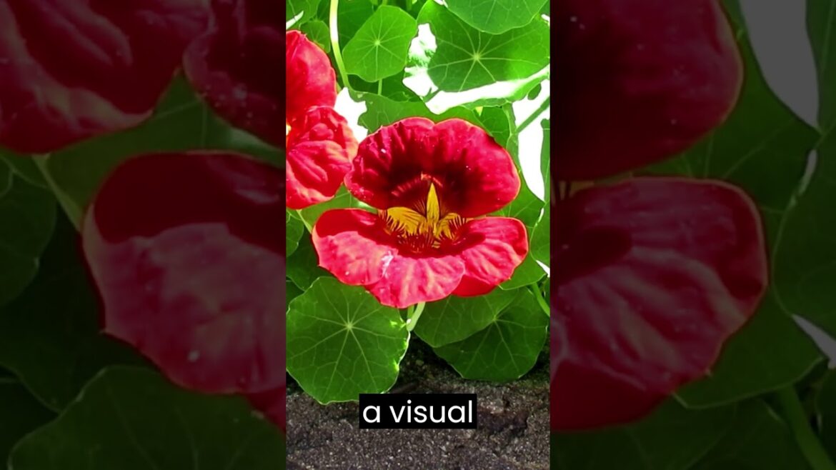 Nasturtiums ๐ธ Pollinator Garden Tips – #nasturtium #shorts Nasturtiums ๐ธ Pollinator Garden Tips - #nasturtium #shorts
