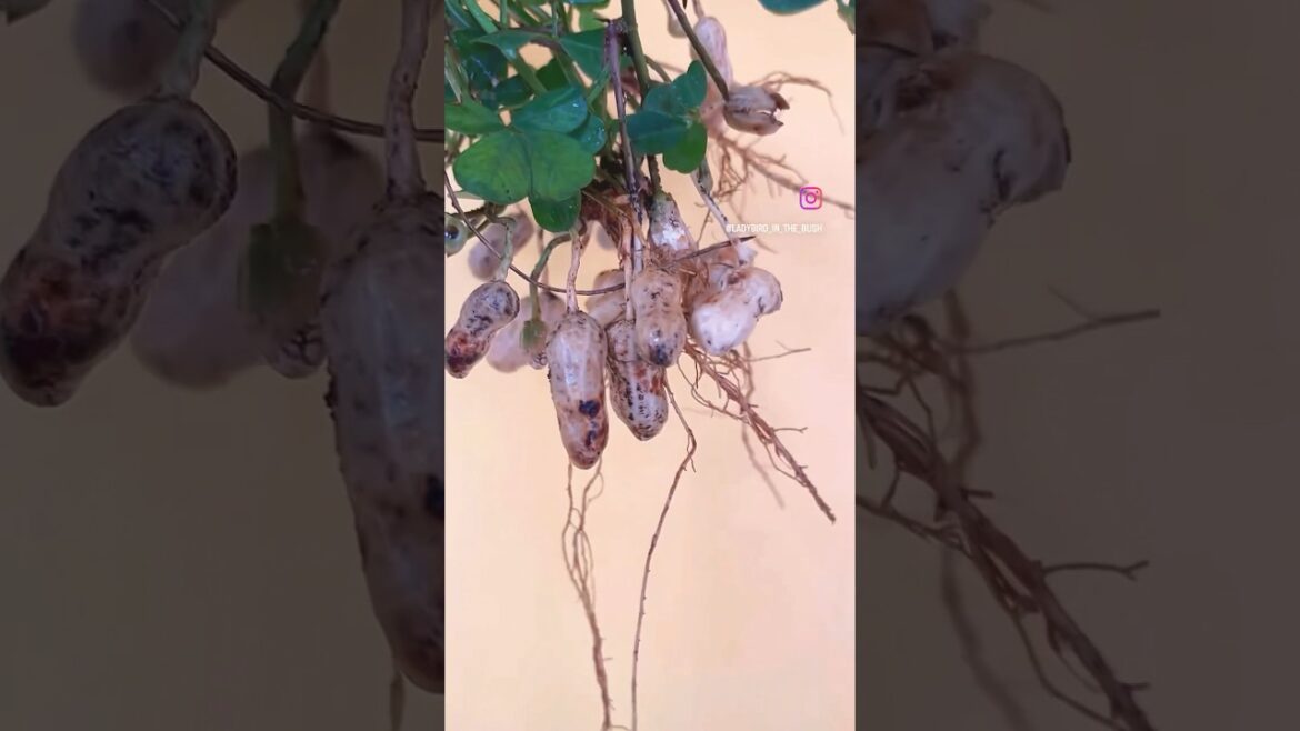 Easy grow peanuts in container at home #garden #garden #ashortaday  #trendingshorts #shorts