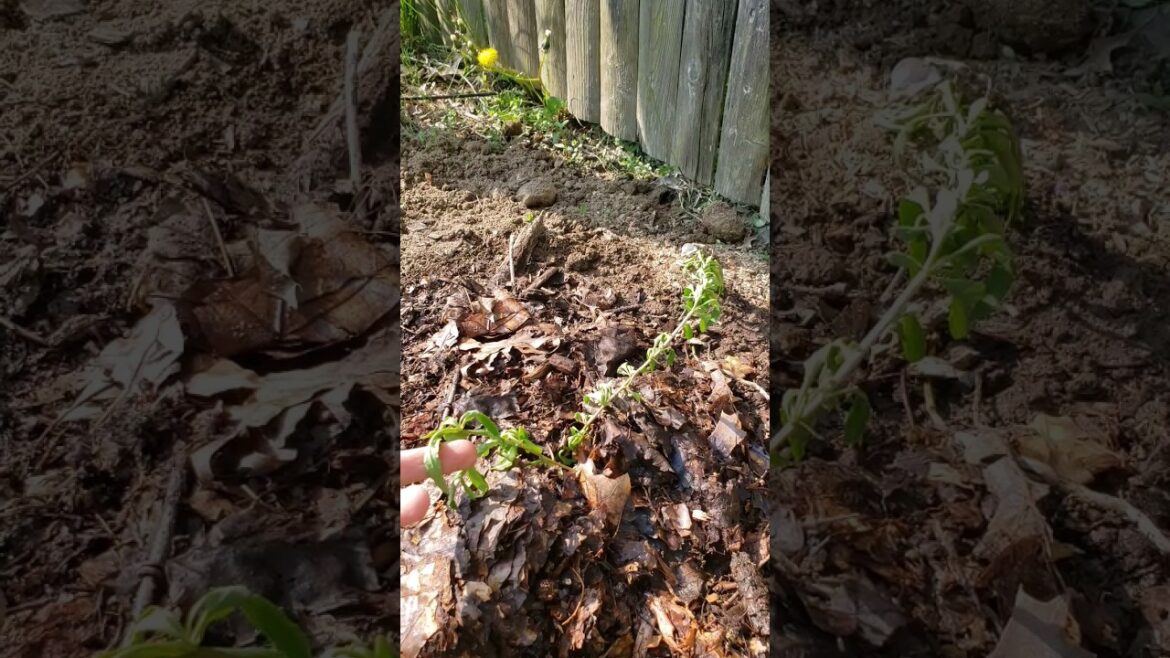 Goji Berry Transplant Needs Protection from Direct Sun at First