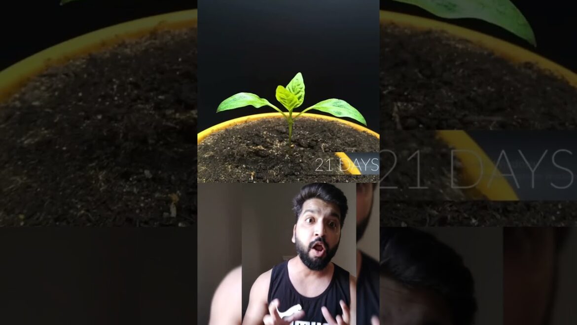 Shimla Mirch Aise Ugti Hai π±π± #shorts #shortsfeed Shimla Mirch Aise Ugti Hai π±π± #shorts #shortsfeed