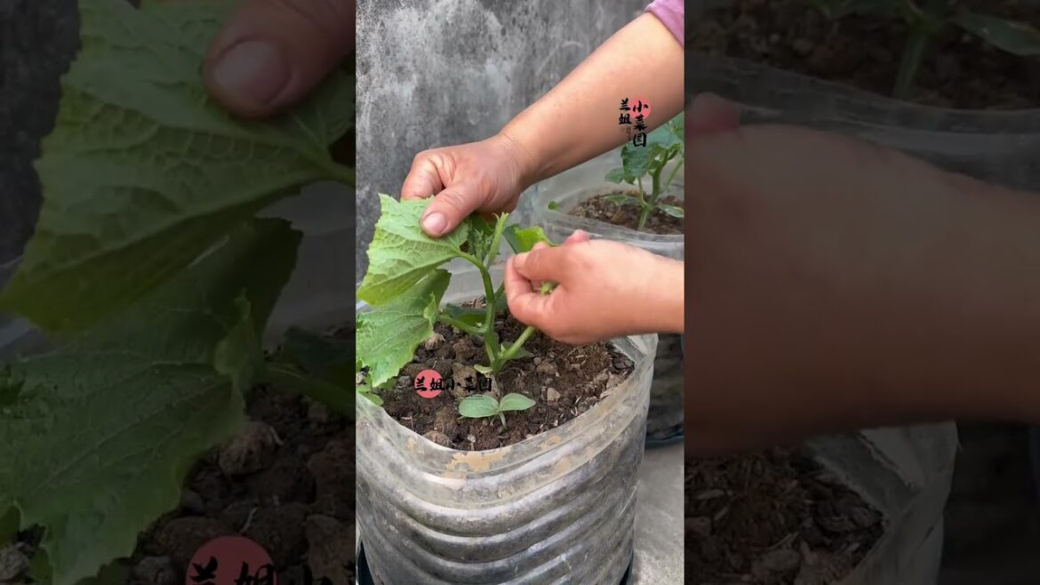 I growing garden at home by Meimei/ Vegetable