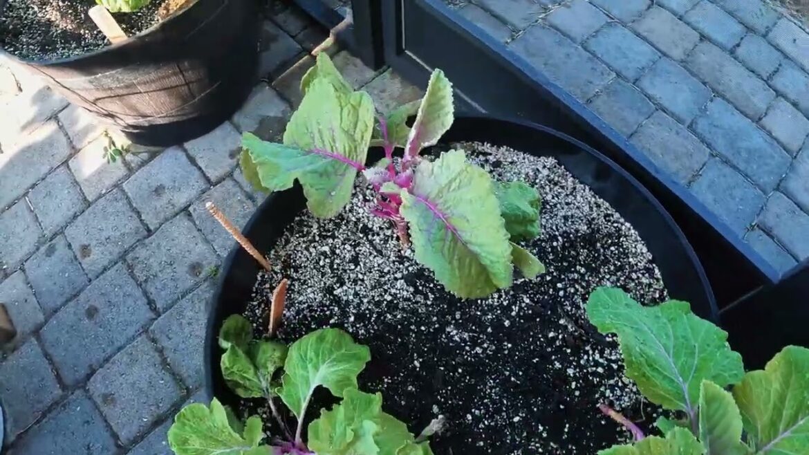 Proper Watering and Feeding During Drought Conditions Proper Watering and Feeding During Drought Conditions