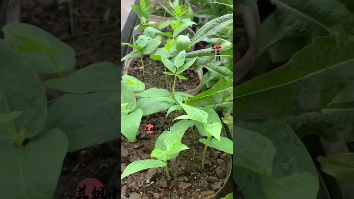 I growing garden at home by Meimei/ Vegetable