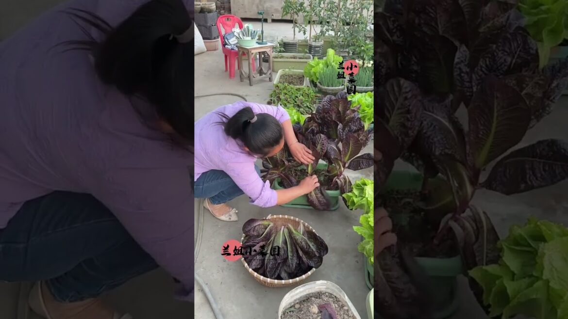 I growing garden at home by Meimei/ Vegetable