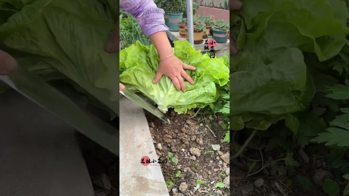 I growing garden at home by Meimei/ Vegetable I growing garden at home by Meimei/ Vegetable