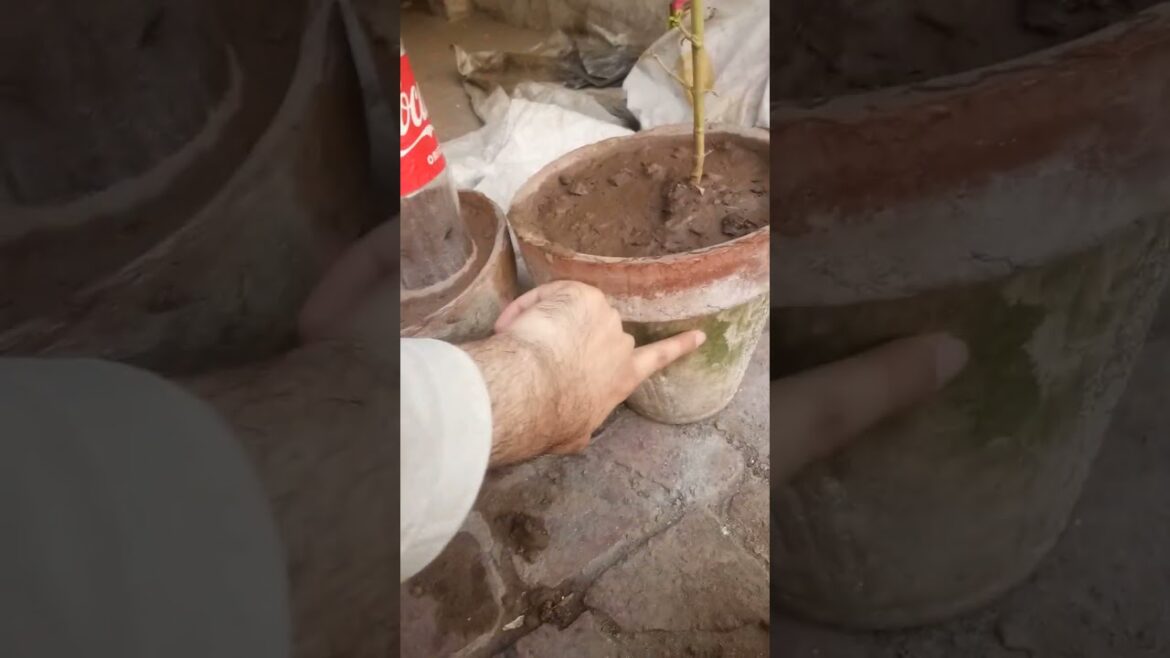 Stevia Plants Die on Rooftop | Stevia Plant | Two Mistake in Stevia Pant | اسٹیویا @dailyhabits92 Stevia Plants Die on Rooftop | Stevia Plant | Two Mistake in Stevia Pant | اسٹیویا @dailyhabits92